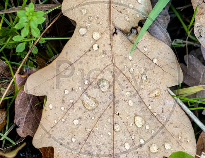 Fallen Oak Leaves On The Ground In Autumn