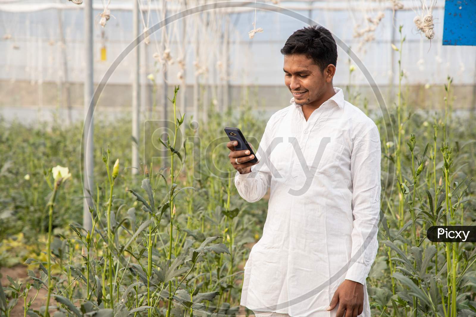 Young Indian Modern Farmer Using Smart Mobile Phone At Poly House Or Greenhouse Field, Agriculture And Technology Concept Copy Space,