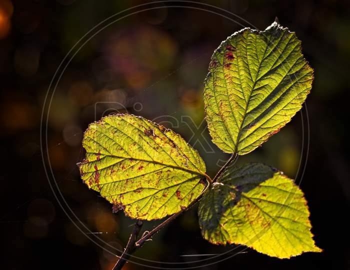 Close Up Of Some Blackberry Leaves Backlit In The Autumn Sunshine