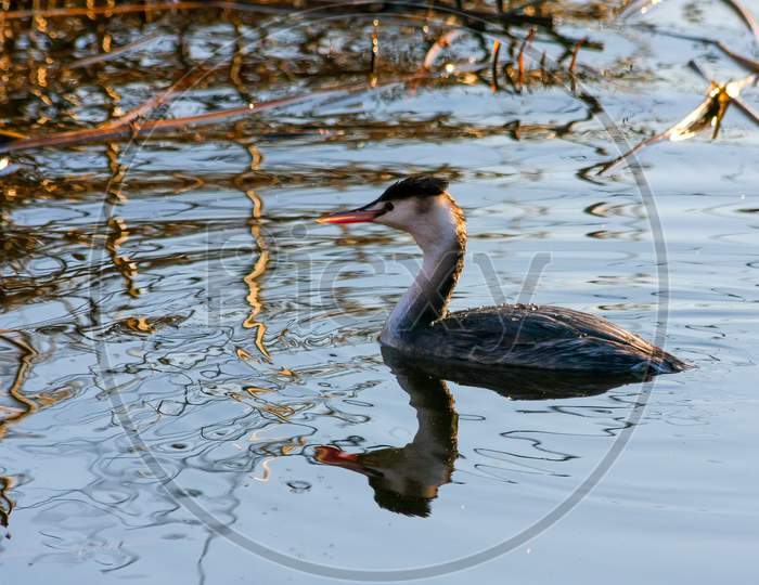 Great Crested Grebe  (Podiceps Cristatus) With Beads Of Water On Its Back