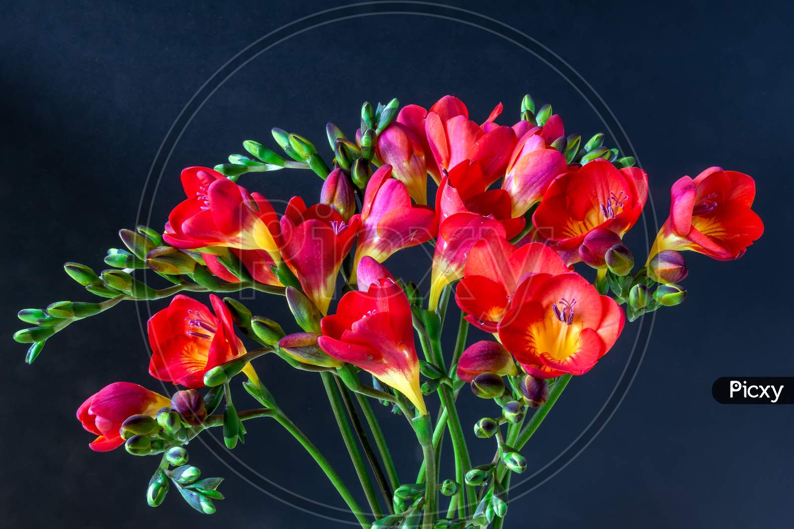 Close-Up Of Red And Yellow Freesias (Iridaceae)