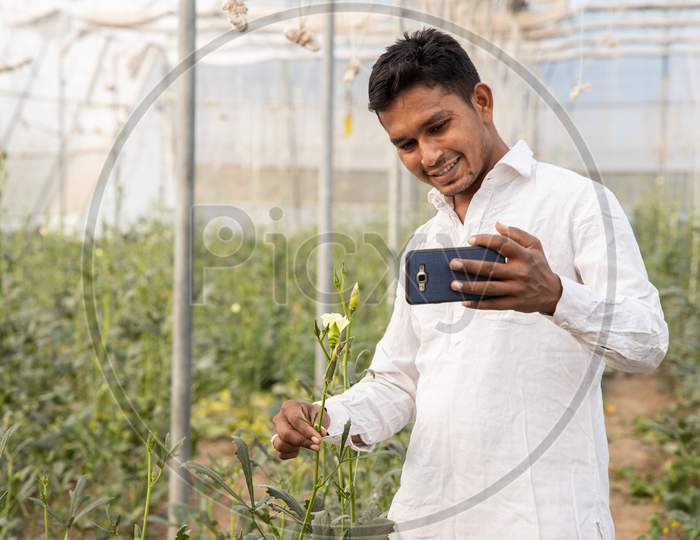 Young Indian Farmer Using Smartphone And Showing This Crop Over Video Call In His Poly House Of Greenhouse Field, Agriculture And Technology Concept, Copy Space, Use Of Internet.