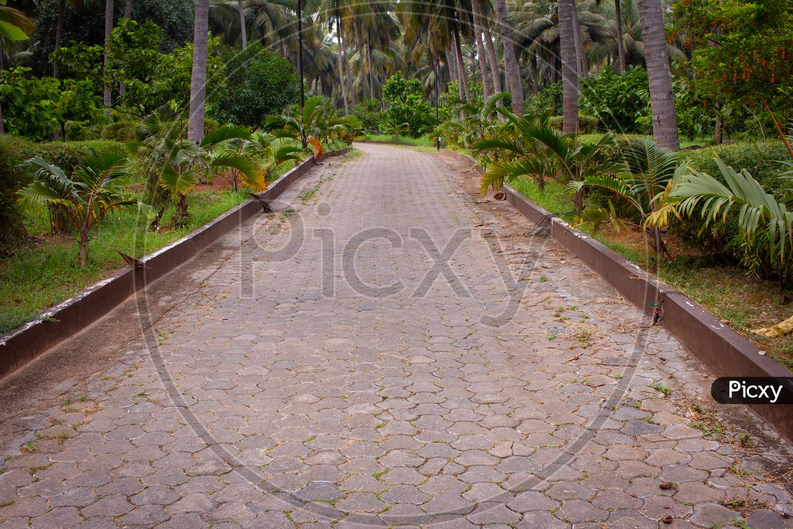 A Beautiful Path And Driveway Along The Coconut Tree Plantation.