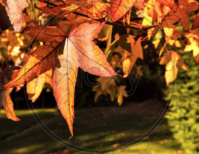 Acer Palmatum Leaves In Autumn