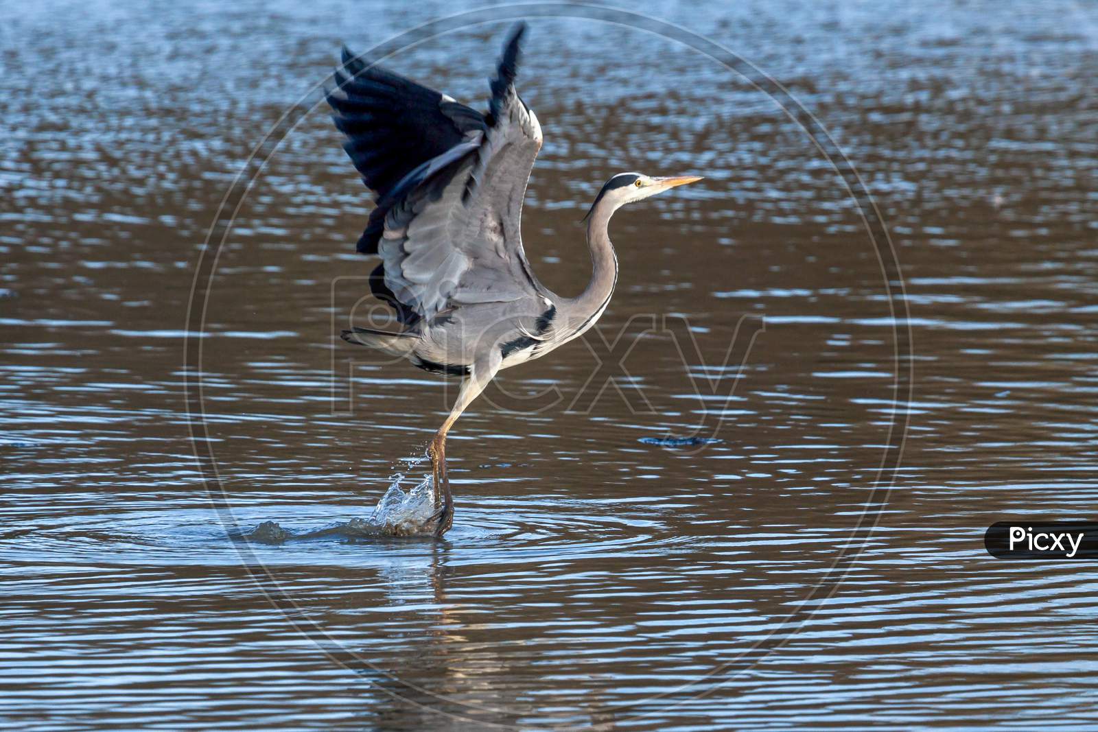 Grey Heron Coming In To Land