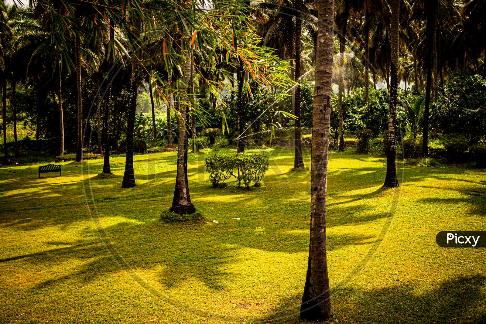 View Of Coconut Tree Plantation With Sprinkler Doing The Irrigation In Pollachi, Tamil Nadu, India