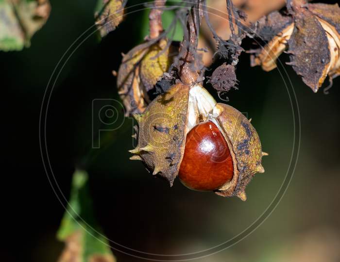 Ripe Fruit Of The Horse Chestnut Tree Commonly Called Conkers