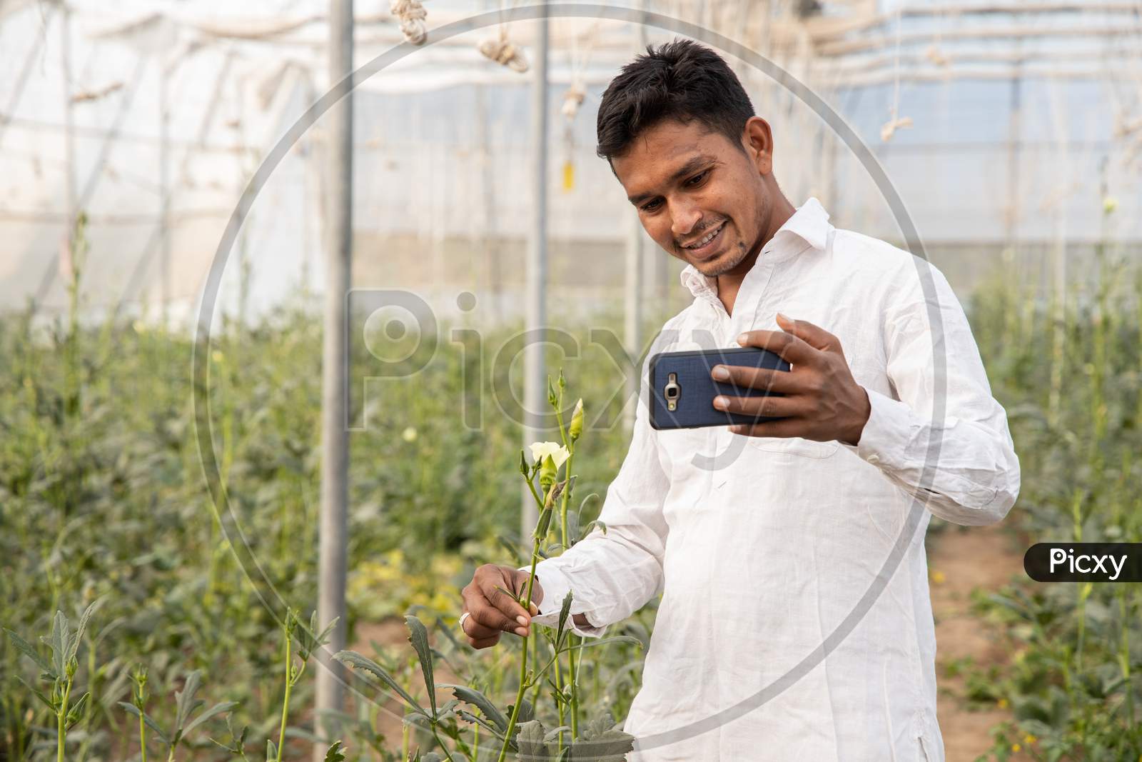 Young Indian Farmer Using Smartphone And Showing This Crop Over Video Call In His Poly House Of Greenhouse Field, Agriculture And Technology Concept, Copy Space, Use Of Internet.