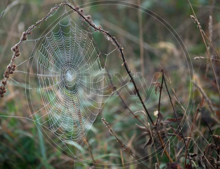 Spiders Web Glistening With Water Droplets From The Autumn Dew