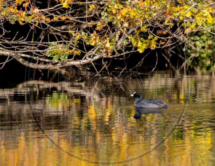 Coot Swimming In Golden Reflections In Cripplegate Lake