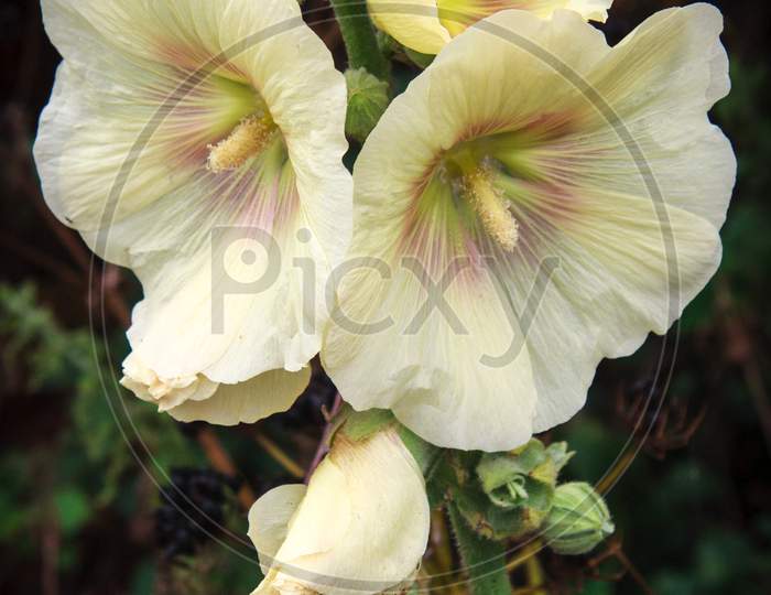 Hollyhock (Alcea) Flowering In Happisburgh Norfolk