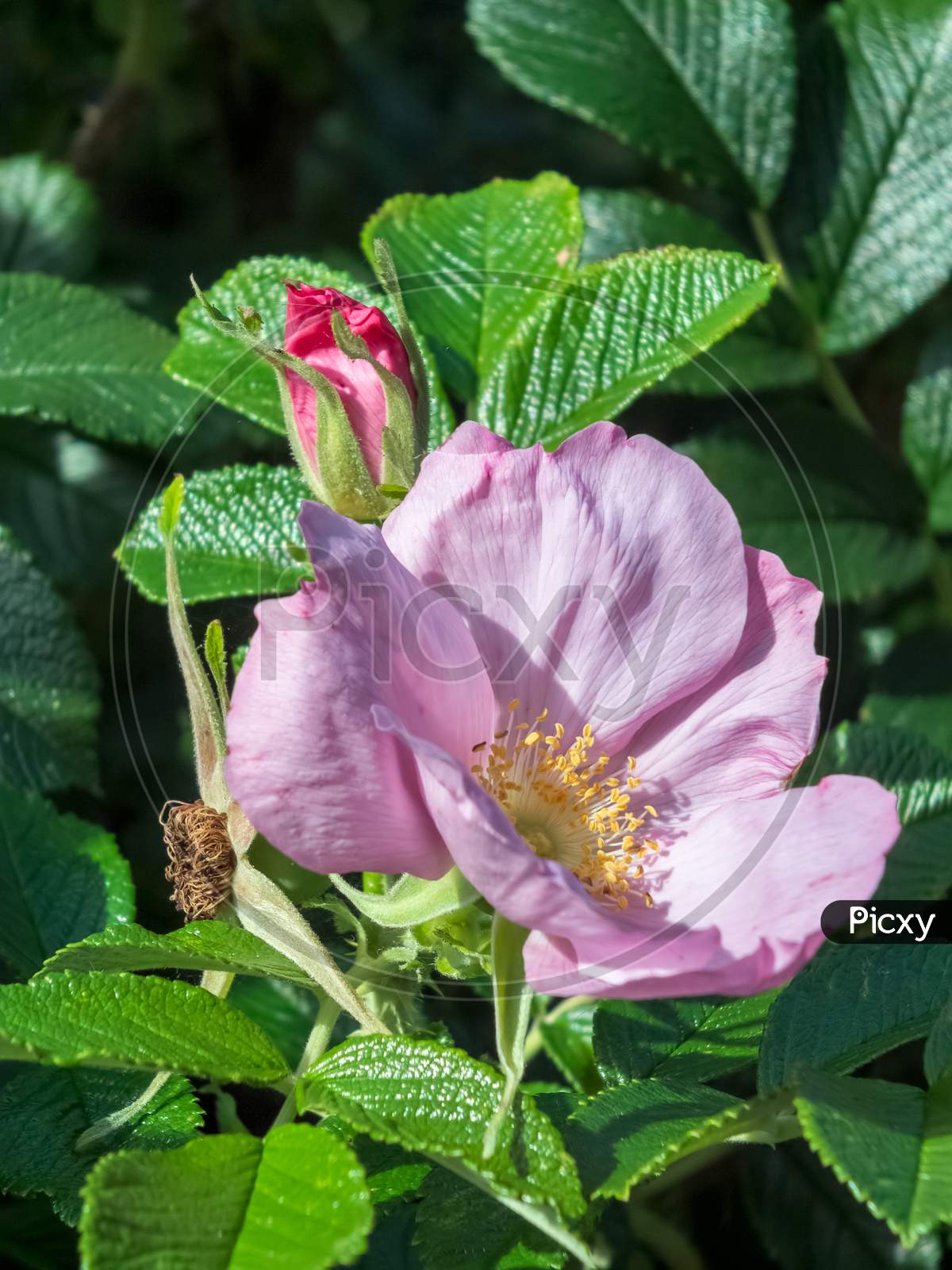 Cultivated Ornamental Dog Rose Flowering In An English Garden