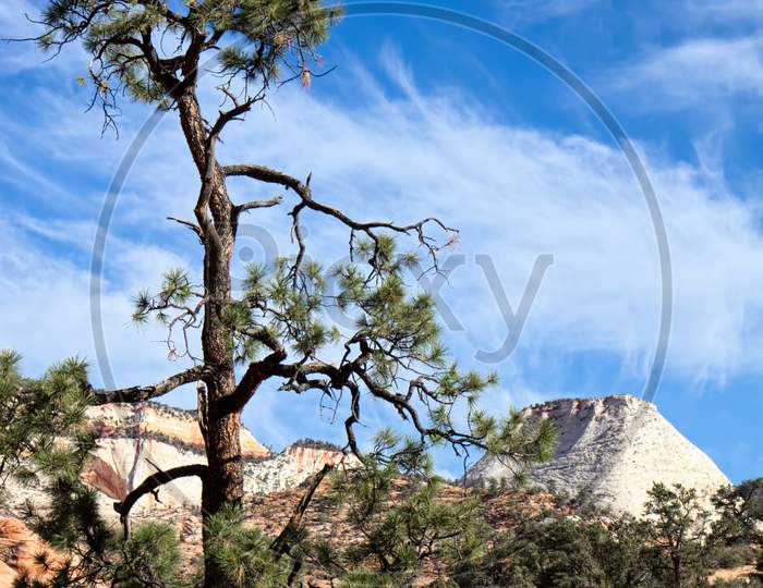 Pine Tree In Zion National Park