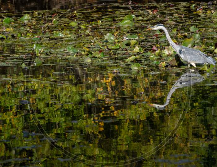 Grey Heron Wading Through A Lake Looking For Fish By The Lily Pads