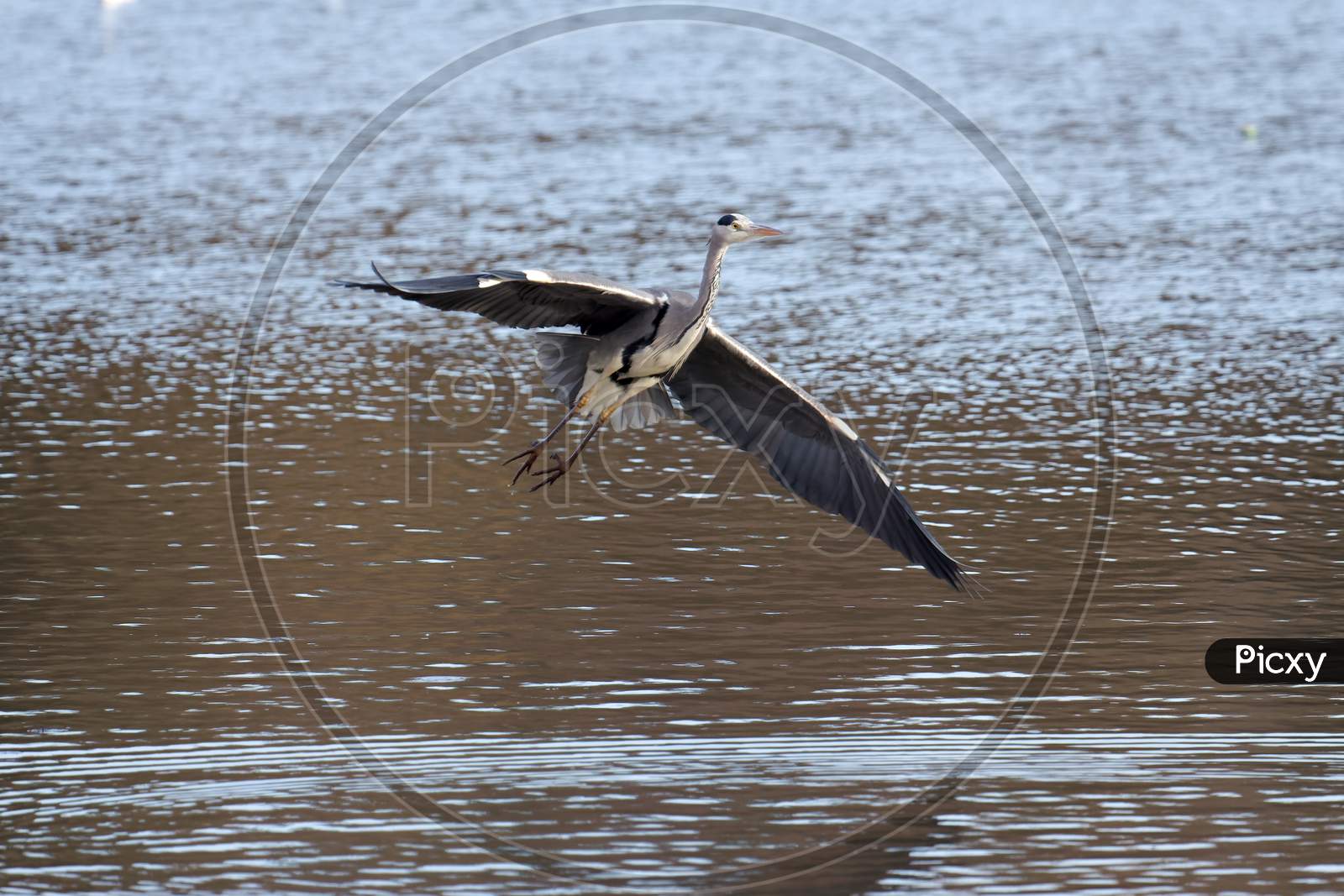 Grey Heron Coming In To Land At Warnham Nature Reserve