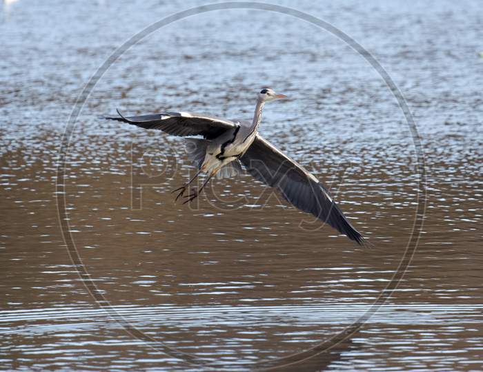 Grey Heron Coming In To Land At Warnham Nature Reserve