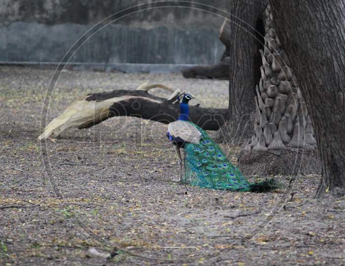 Beautiful Bird Peacock Sitting On A Branch Of Tree