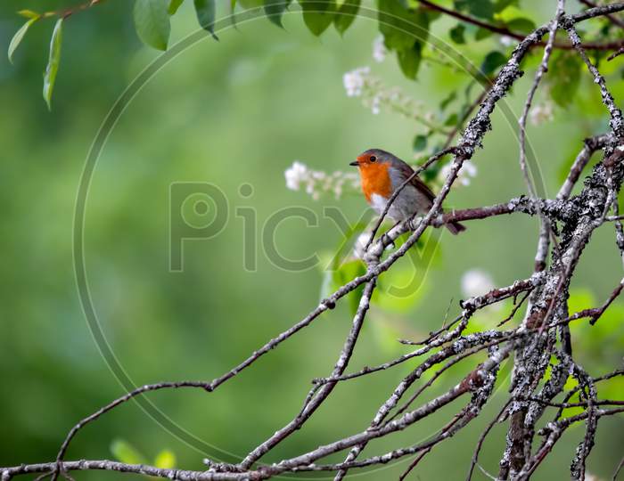 Robin (Erithacus Rubecula)