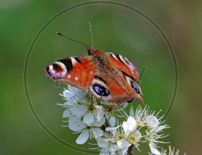 European Peacock Butterfly (Inachis Io)