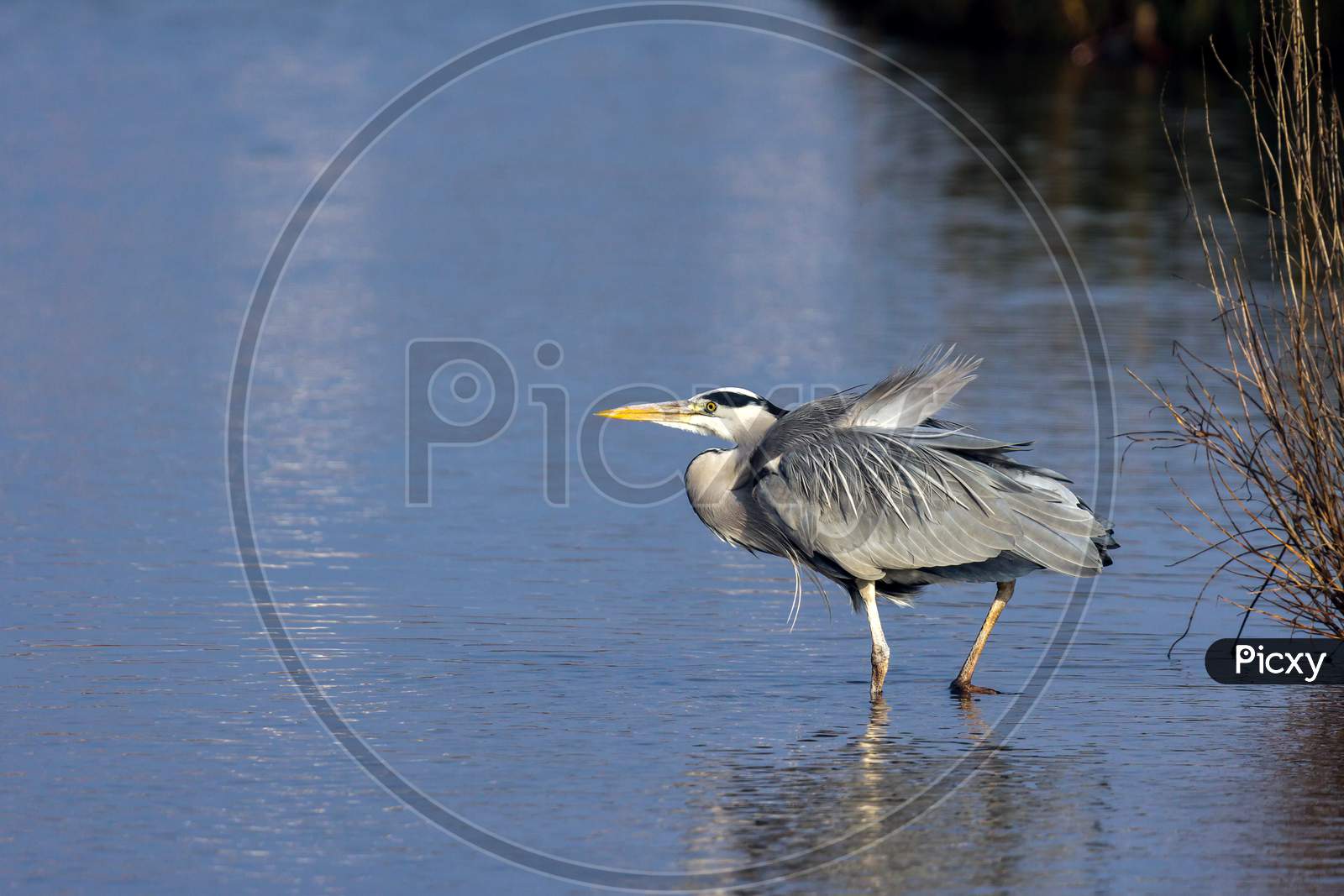 Grey Heron (Ardea Cinerea) Walking Into The Water