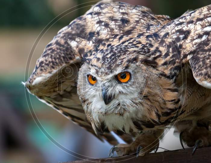 Eurasian Eagle-Owl (Bubo Bubo) Preparing For Flight