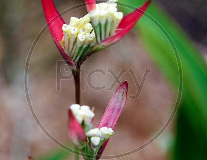 Lady Di (Heliconia Psittacorum)
