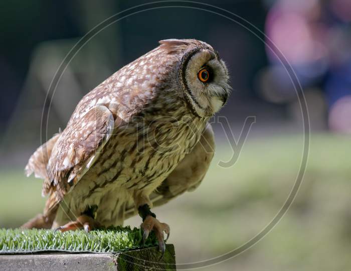 Tawny Owl (Strix Aluco)