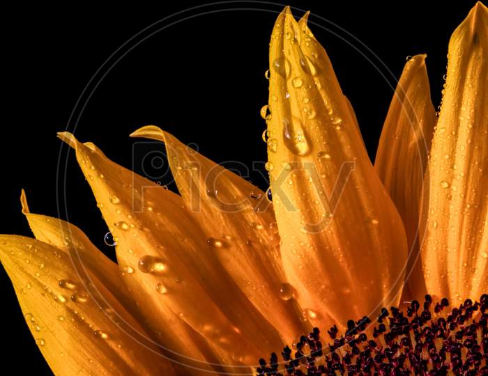 Sunflower (Helanthus Annuus) Petals