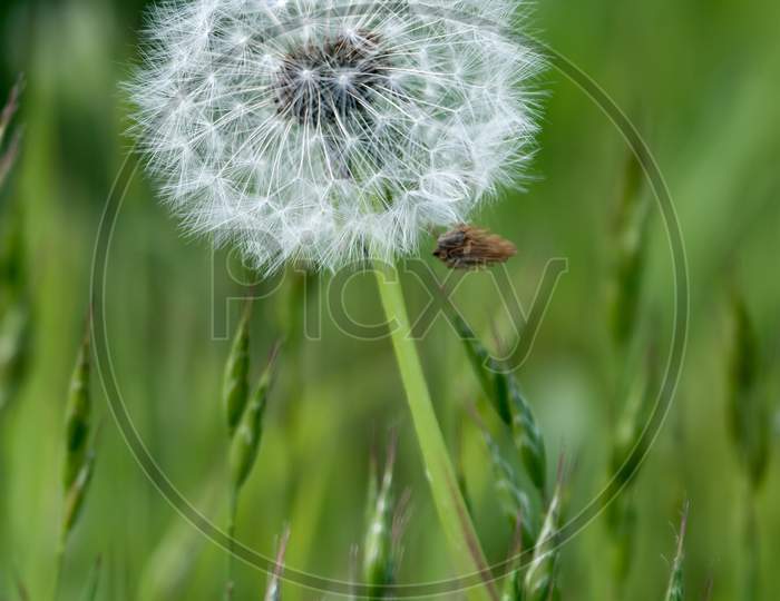 Close-Up Of A Dandelion (Taraxacum) Seed Head In A Field In Godstone Surrey