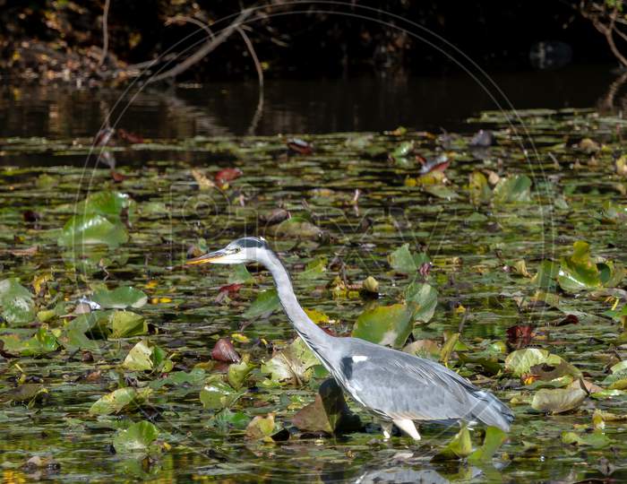 Grey Heron Wading Through A Lake Looking For Fish By The Lily Pads