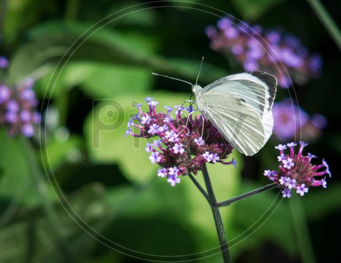 Small White (Pieris Rapae) Butterfly