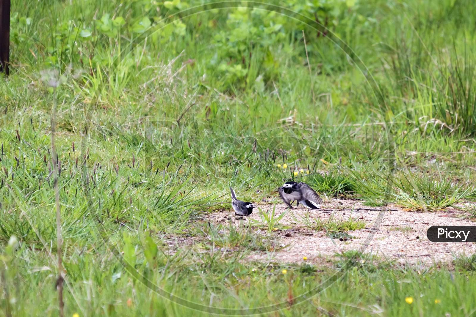 Male Pied Wagtail (Motacilla Alba) Displaying To Female