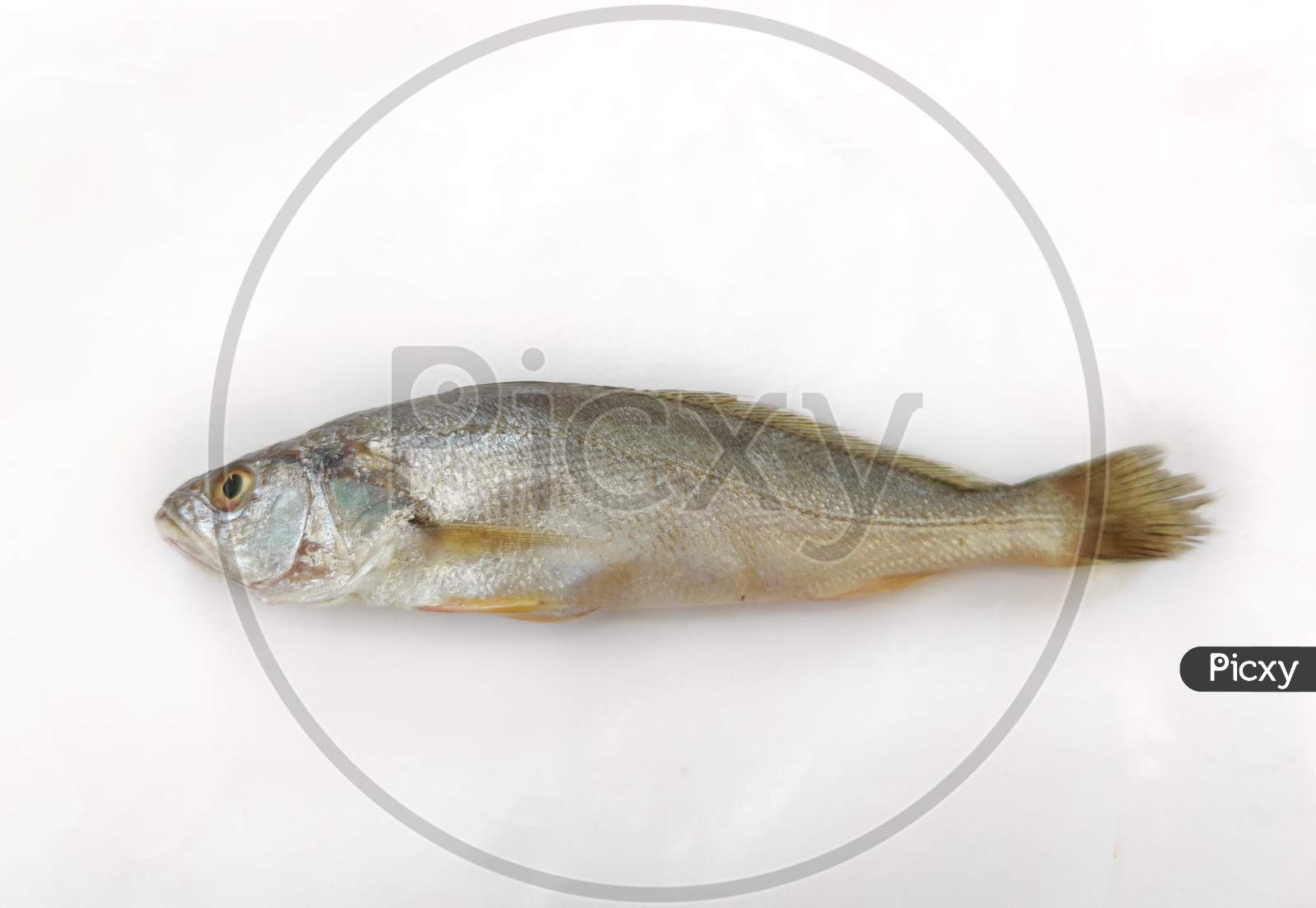 Closeup View Of Silver Croaker Fish Isolated On White Background.Selective Focus.