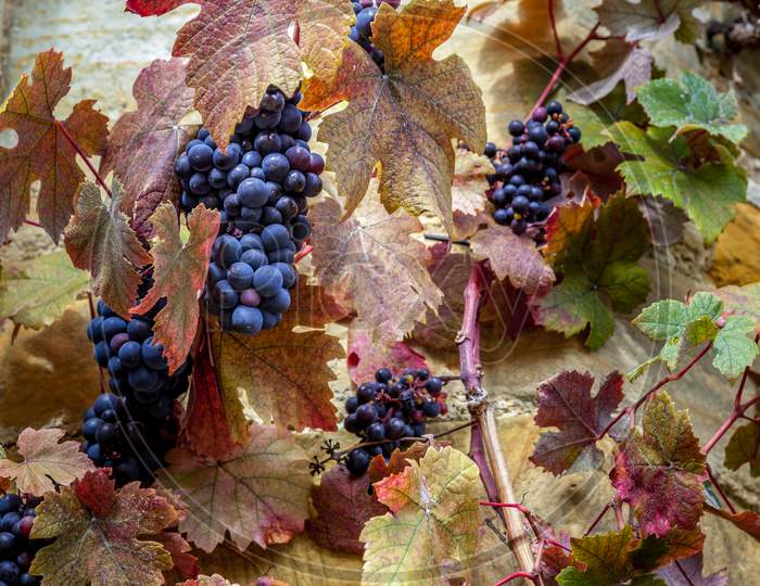 Bunches Of Ripe Black Grapes On The Vine