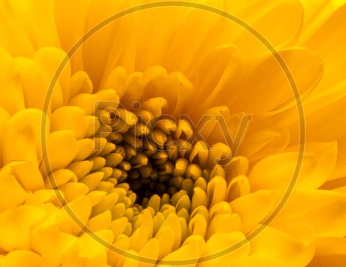 Close-Up Of A Yellow Chrysanthemum