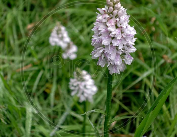 Heath Spotted Orchid (Dactylorhiza Maculata Ericetorum)