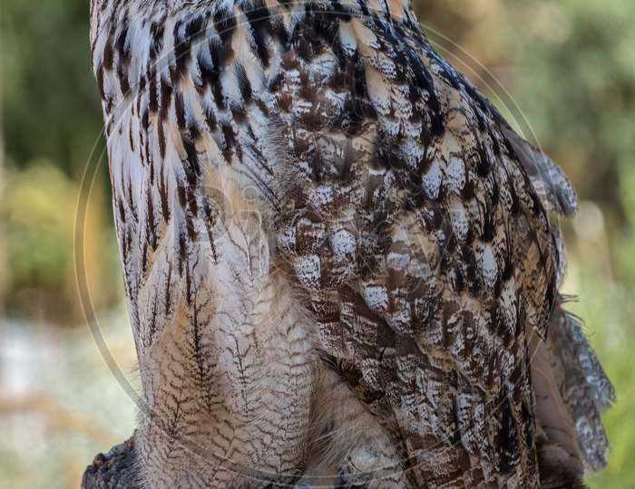 Benalmadena, Andalucia/Spain - July 7 : Eurasian Eagle-Owl (Bubo Bubo) At Mount Calamorro Near Benalmadena In Spain On July 7, 2017