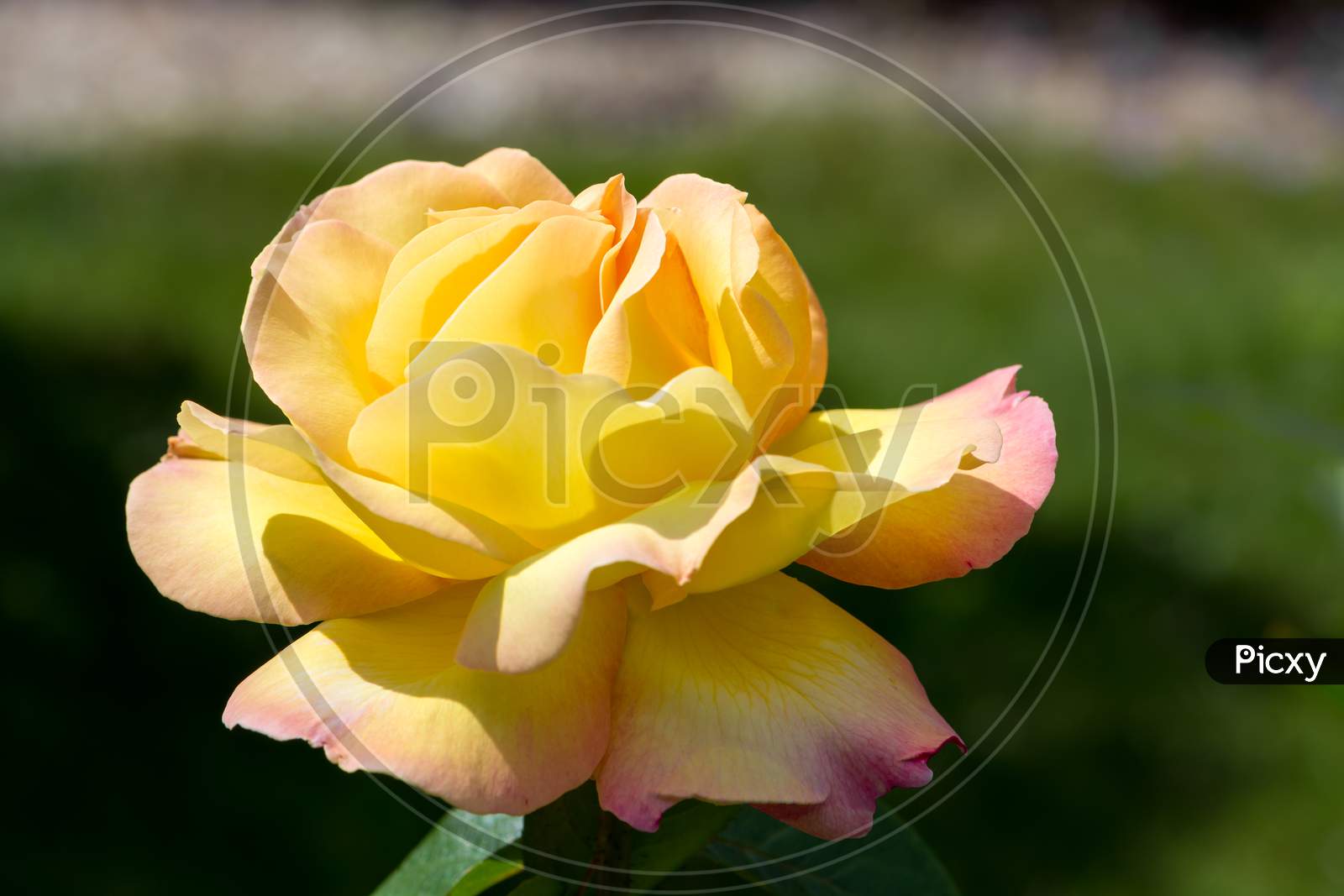 Yellow Rose (Peace) Flowering In An English Garden
