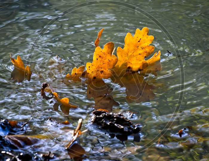 Fallen Oak Leaves In A Pond In Illuminated By The Autumn Sunshine