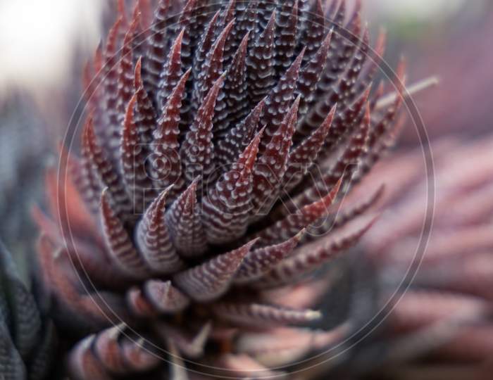 View Of A Red Haworthia Succulent Plant
