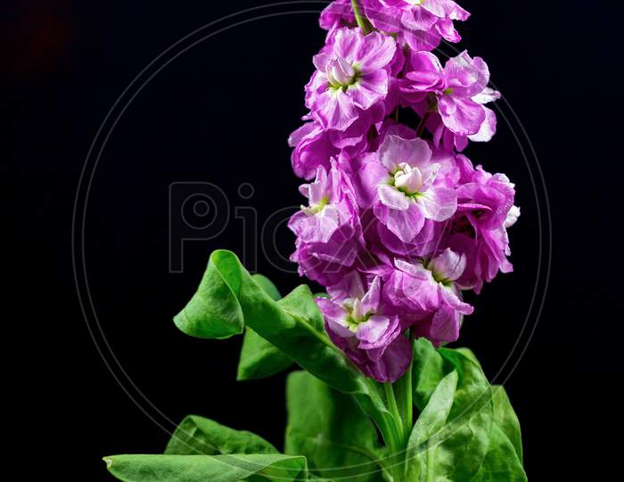 Single Magenta Verbascum Flower
