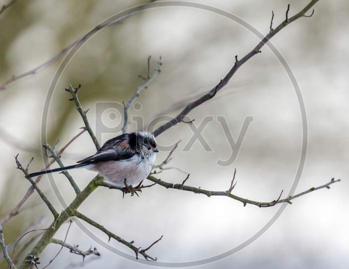 Long Tailed Tit Feeling The Cold