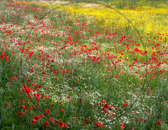 A Field Of Spring Flowers In Castiglione Del Lago