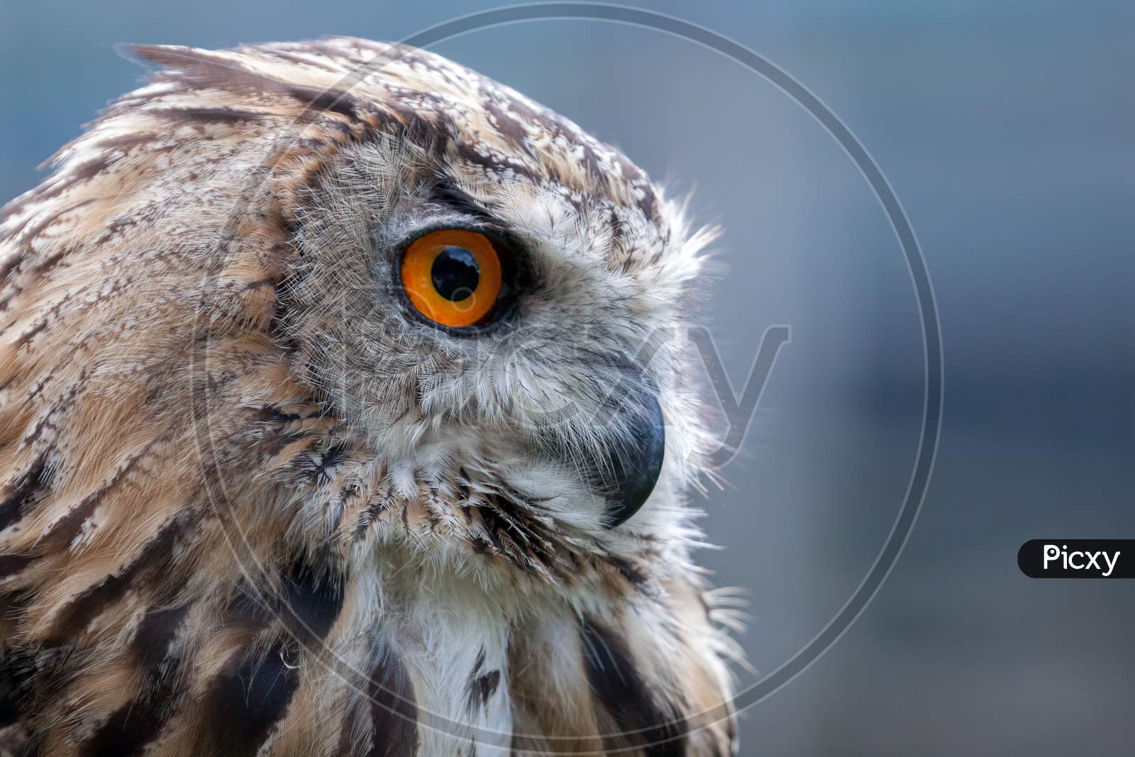 Portrait Of A Eurasian Eagle-Owl (Bubo Bubo)
