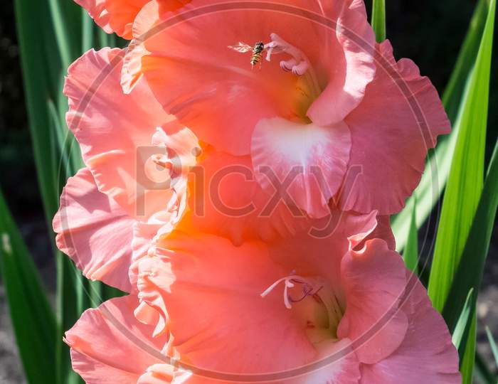Salmon Pink Gladiolus
