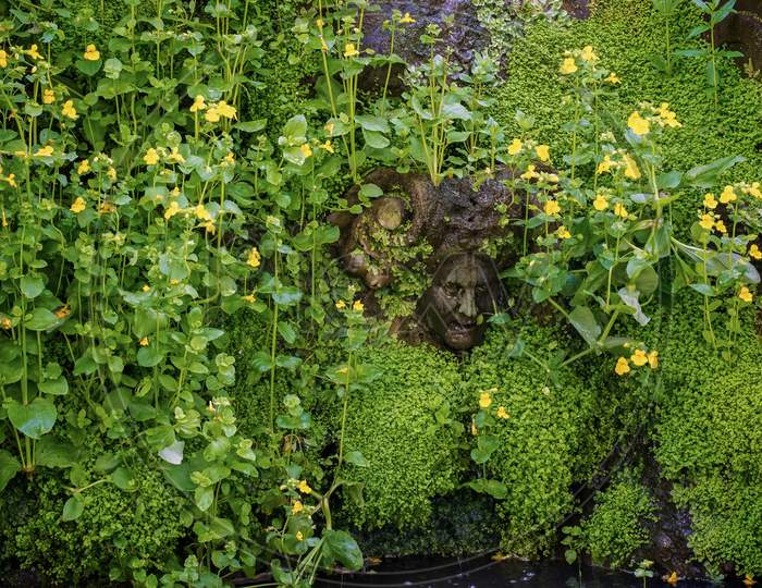 Stone Head Peeking Through Flowers  In The Garden At Hever Castle