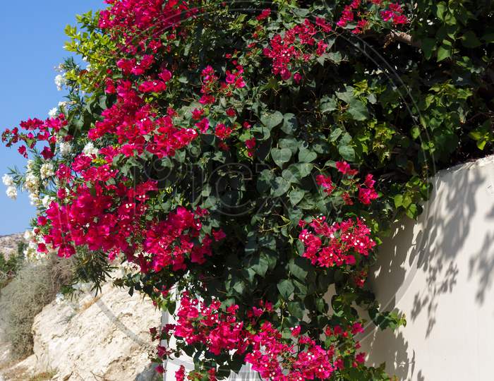 Red Bougainvillea (Bougainvillea Glabra) Flowering In Cyprus
