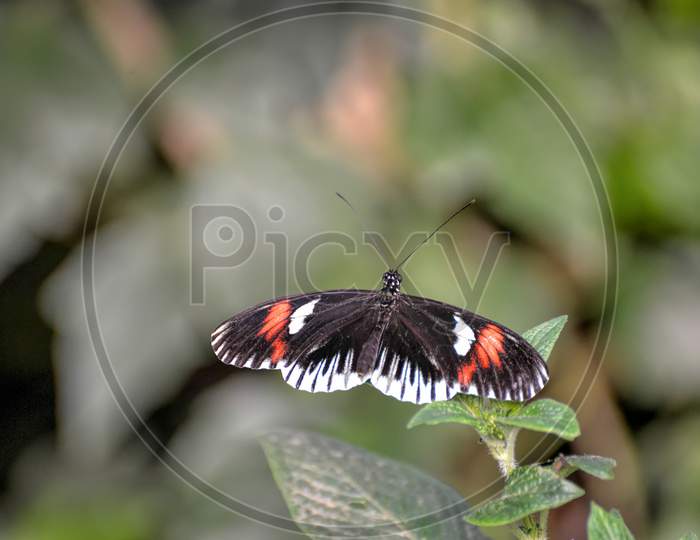 Postman Butterfly (Heliconius Melpomene)