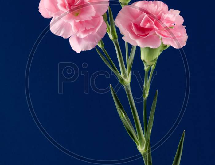 Display Of A Small Group Of Pinks