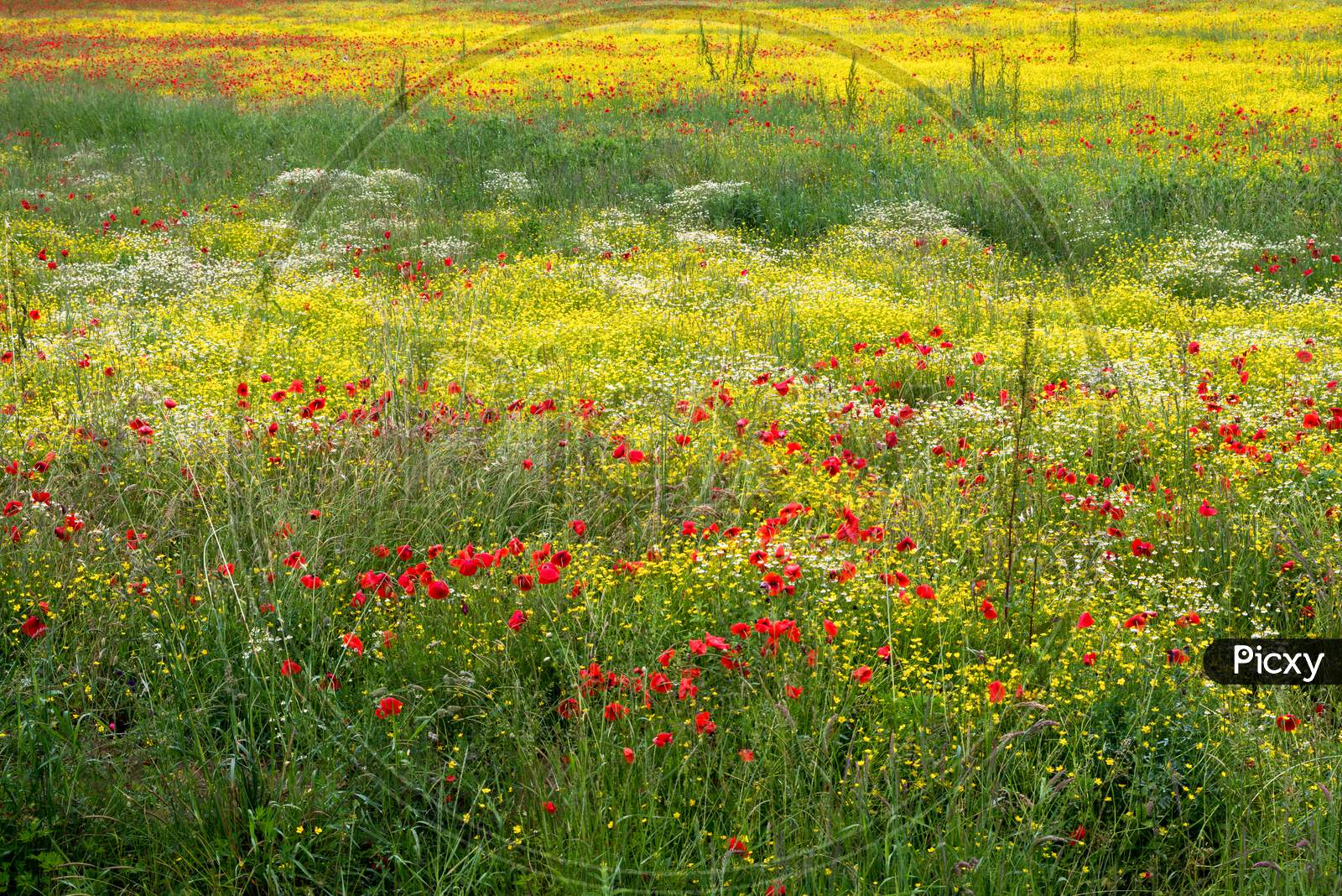 A Field Of Spring Flowers In Castiglione Del Lago
